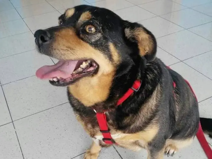 Adotta il cane Anna a Messina