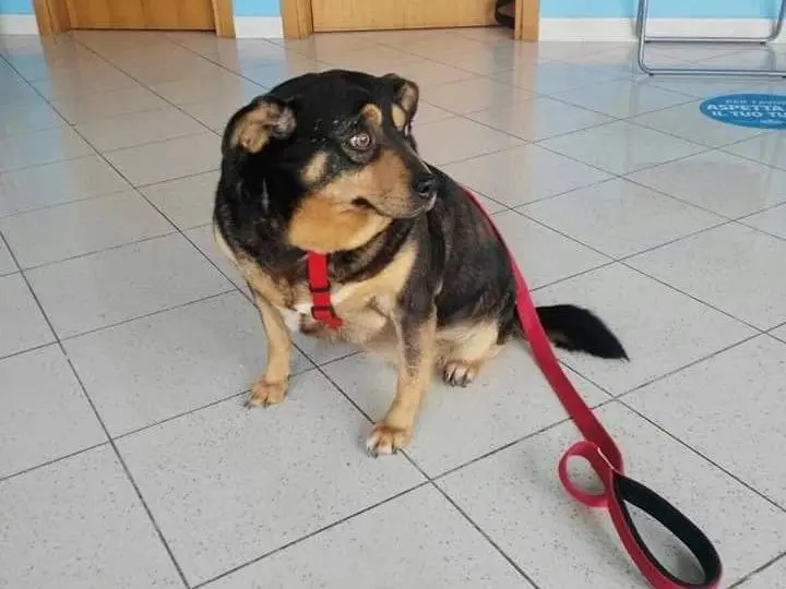 Adotta un cane, femmina, 12 anni e 8 mesi, Messina