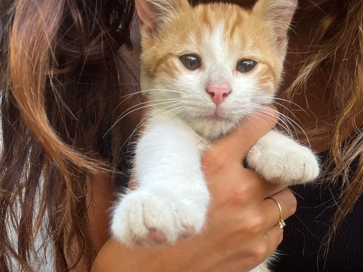 Adotta un gatto, maschio, 1 anno e 5 mesi, Napoli