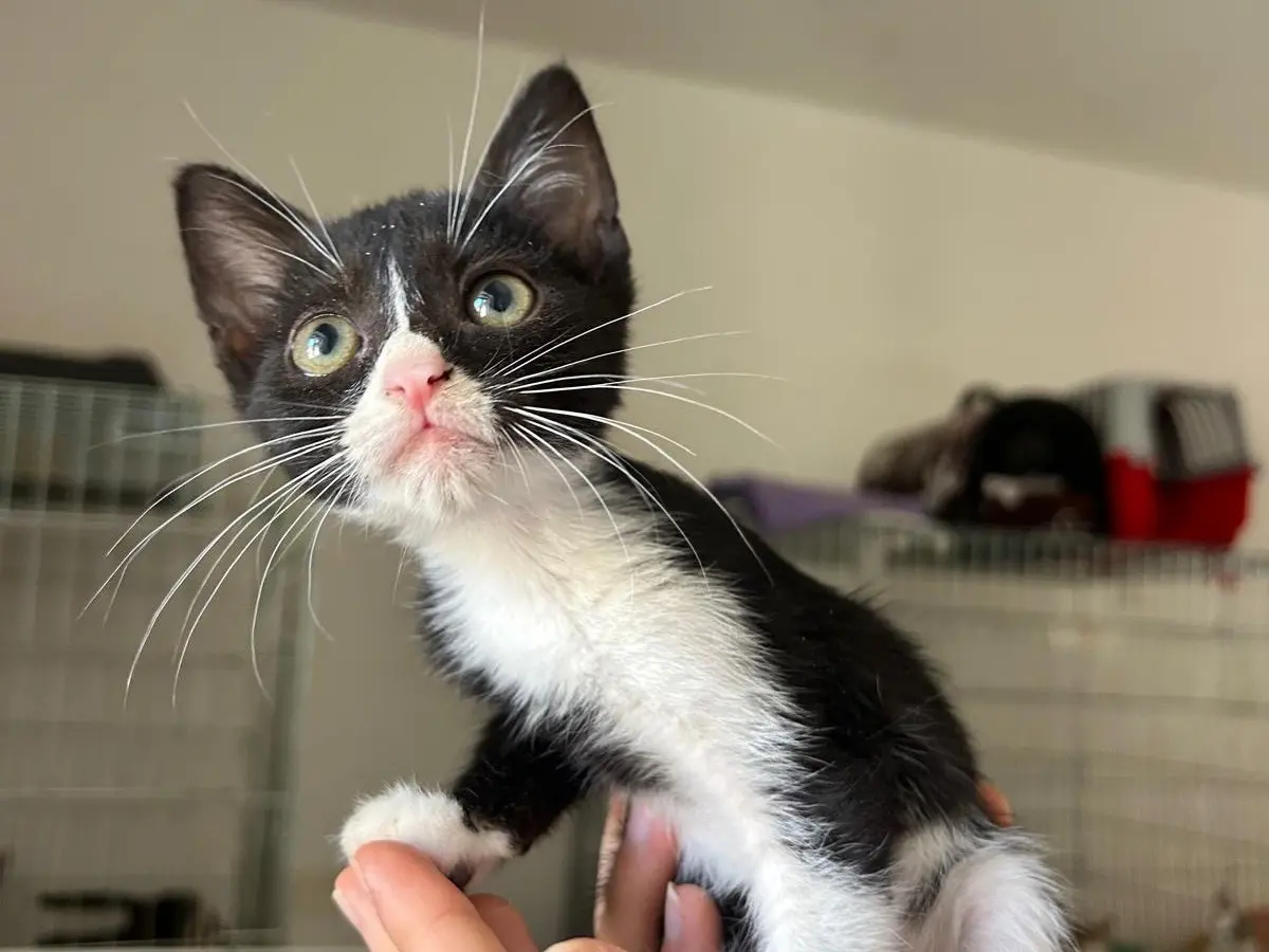Adozione gatto, maschio, Razza sconosciuta Razza sconosciuta, 5 mesi, taglia non valida, Teramo