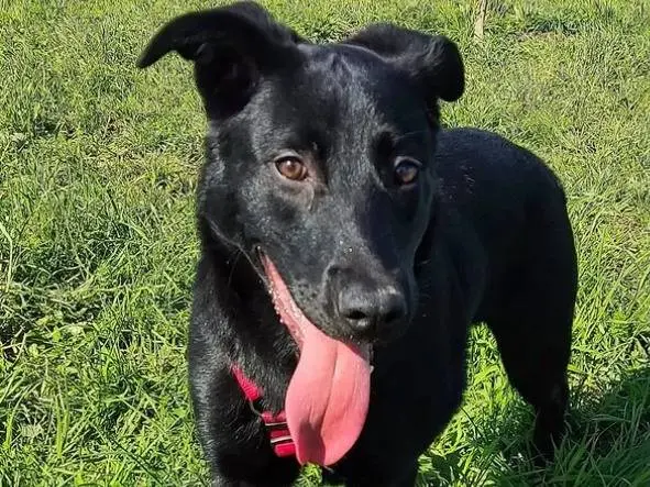 Adozione cane, maschio, Razza sconosciuta Razza sconosciuta, 2 anni e 1 mese, taglia media contenuta, Monza