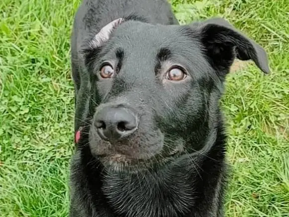 Adotta un cane, maschio, 2 anni e 1 mese, Monza