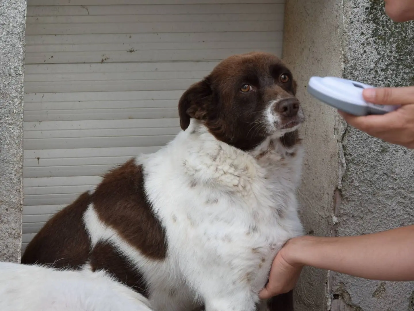 Adozione cane, maschio, Razza sconosciuta Razza sconosciuta, 9 anni e 10 mesi, taglia media contenuta, Verona