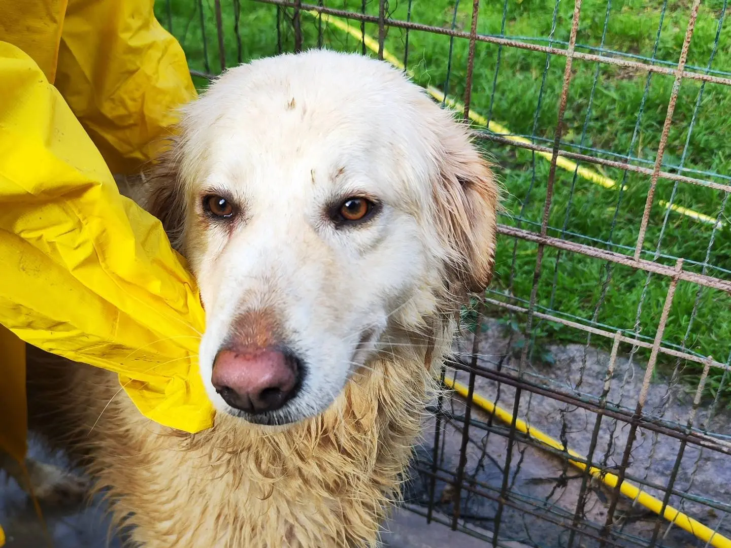 Vuoi adottare un cane a Messina?