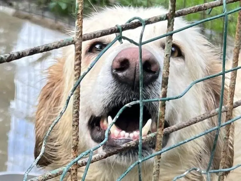 Adotta il cane Elsa a Messina