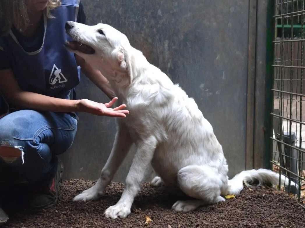Adotta un cane, taglia media, maschio, Roma