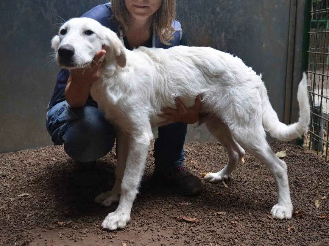 Adotta un cane, maschio, 5 mesi, Roma