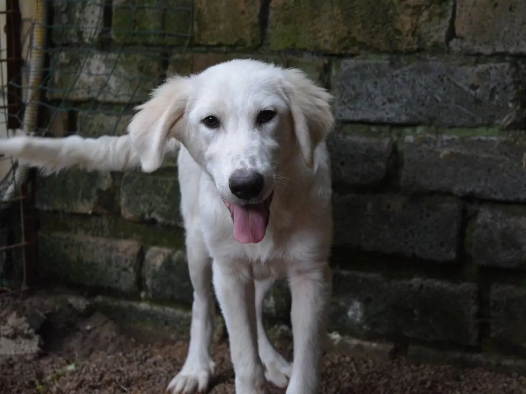Adotta il cane Cromek a Roma