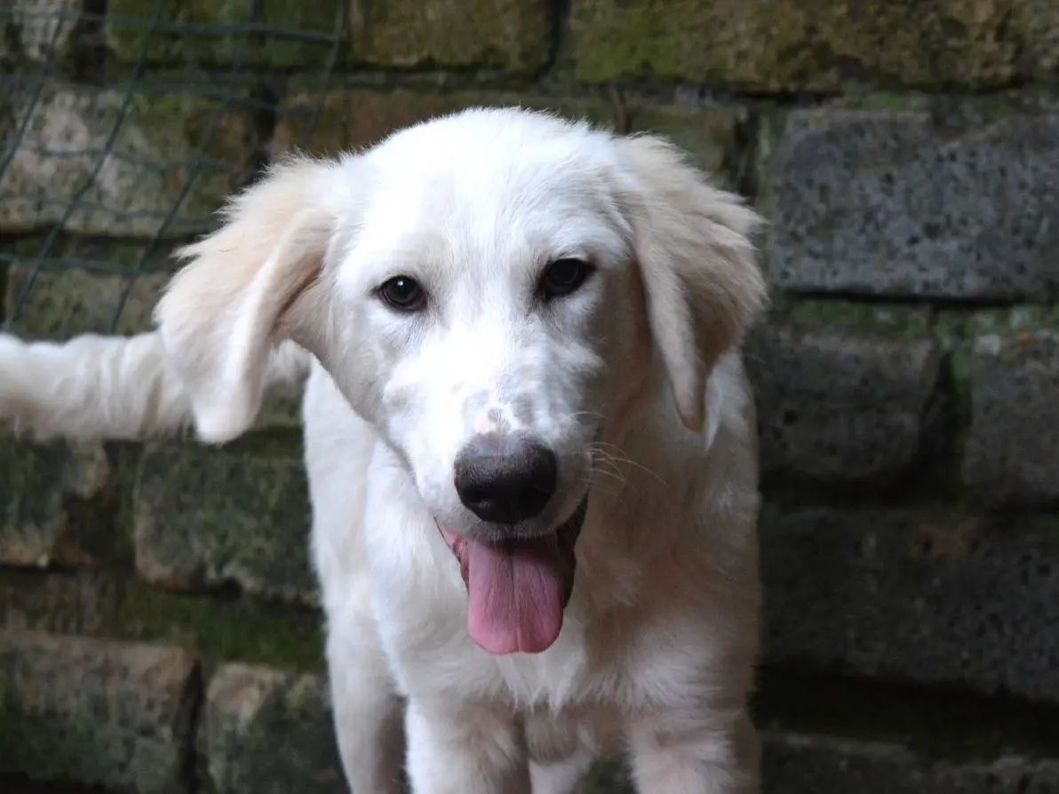 Adozione cane, maschio, Razza sconosciuta Razza sconosciuta, 5 mesi, taglia media, Roma