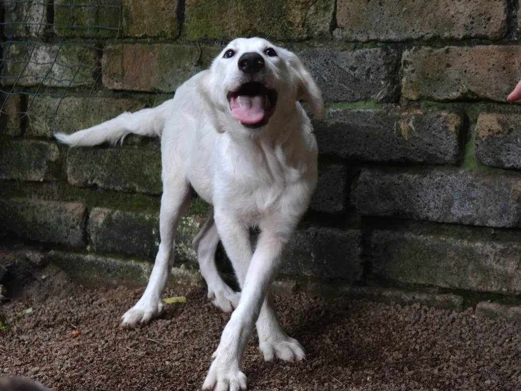 Vuoi adottare un cane a Roma?