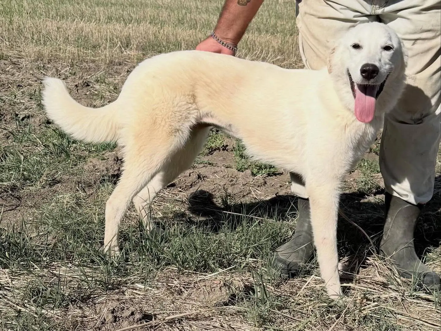 Adotta un cane, taglia media, femmina, Matera