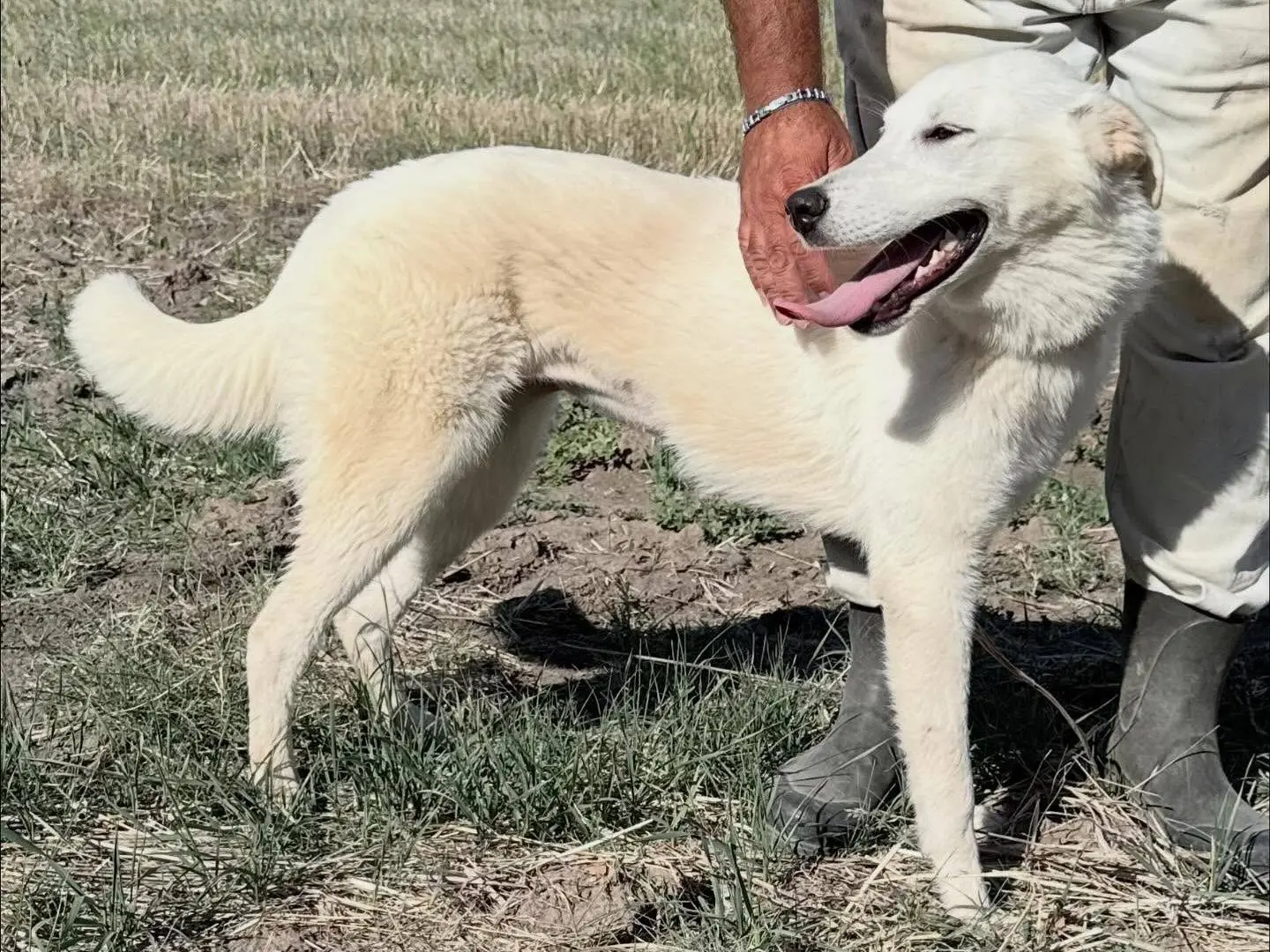 Adotta un cane, femmina, 3 anni e 1 mese, Matera
