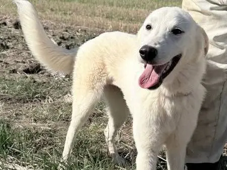 Adozione cane, femmina, Razza sconosciuta Razza sconosciuta, 3 anni e 1 mese, taglia media, Matera