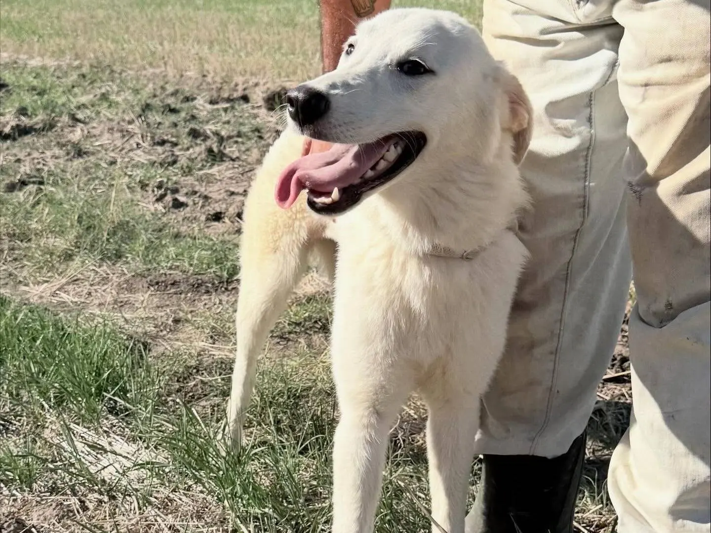 Adotta il cane Aisha a Matera