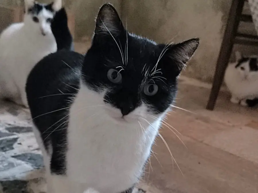 Adotta un gatto, femmina, 2 anni e 5 mesi, Bari