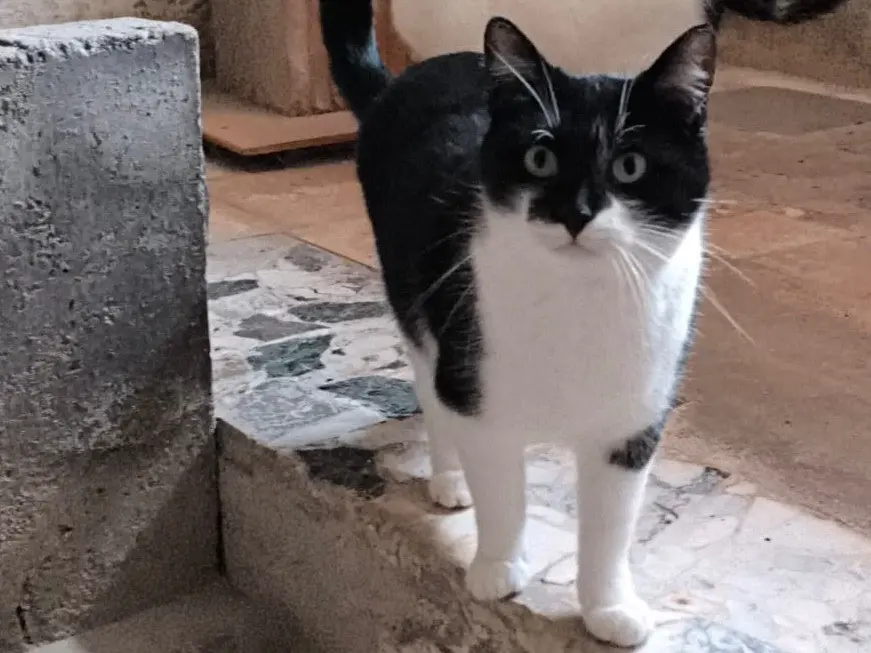Adozione gatto, femmina, Razza sconosciuta Razza sconosciuta, 2 anni e 5 mesi, taglia non valida, Bari