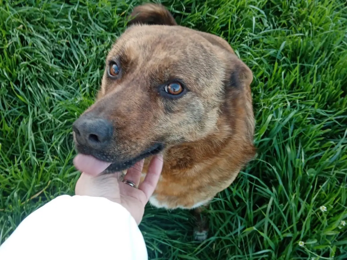 Adozione cane, maschio, meticcio, 10 anni, taglia media, Benevento