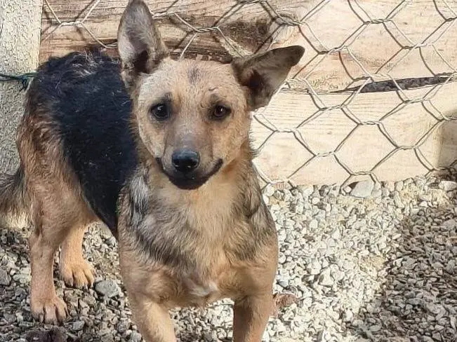 Adozione cane, maschio, Razza sconosciuta Razza sconosciuta, 4 anni e 4 mesi, taglia piccola, Crotone