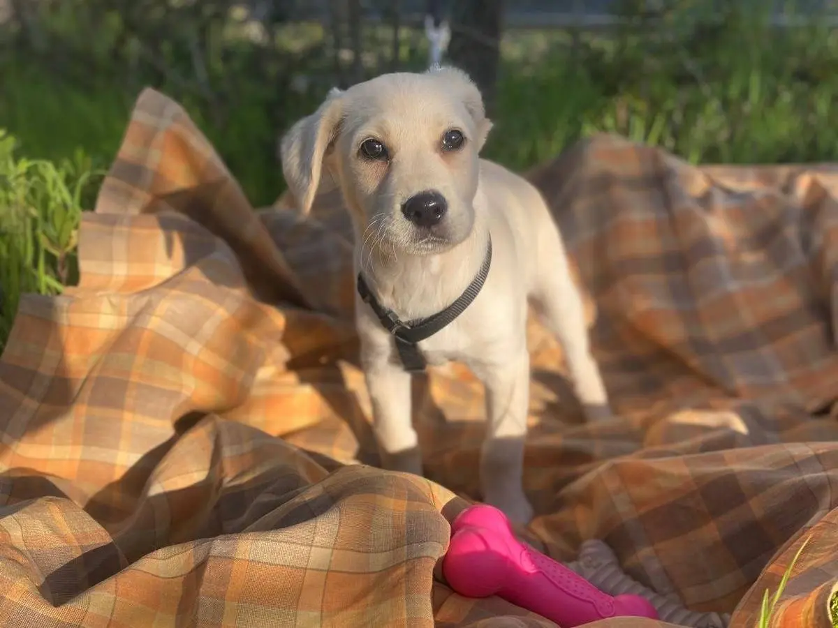 Adotta il cane RICKY a Siracusa