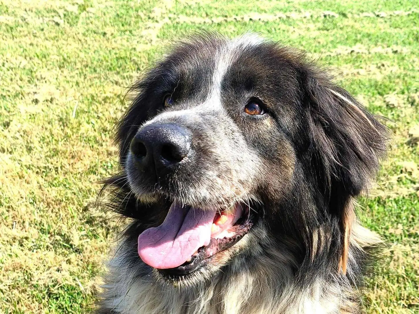 Adozione cane, femmina, Razza sconosciuta Razza sconosciuta, 1 anno e 9 mesi, taglia grande, Latina