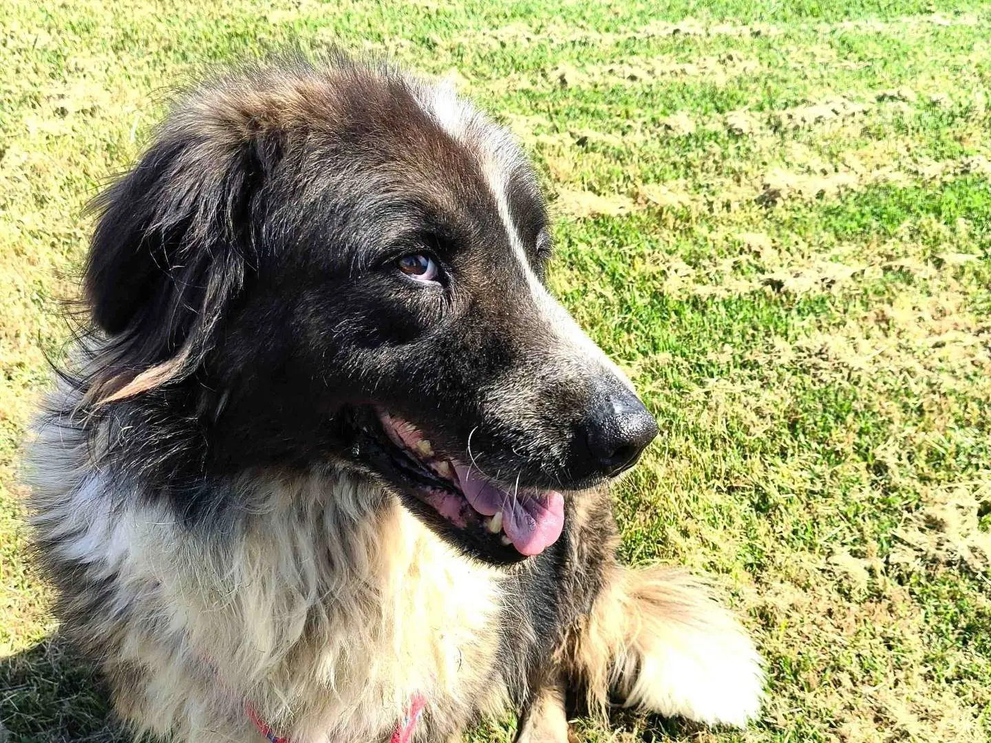 Vuoi adottare un cane a Latina?