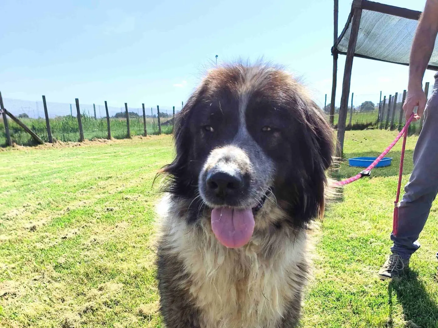 Adotta un cane, femmina, 1 anno e 9 mesi, Latina