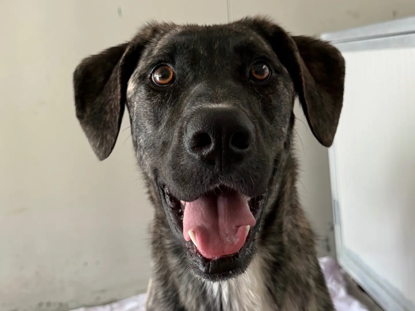 Adozione cane, femmina, Razza sconosciuta Razza sconosciuta, 1 anno e 11 mesi, taglia grande, Milano