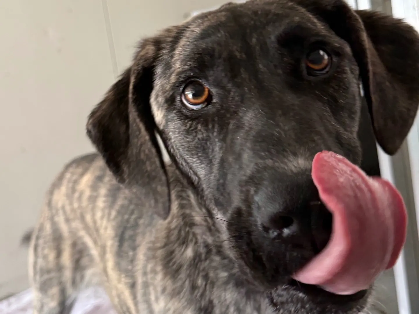 Adotta un cane, femmina, 1 anno e 11 mesi, Milano