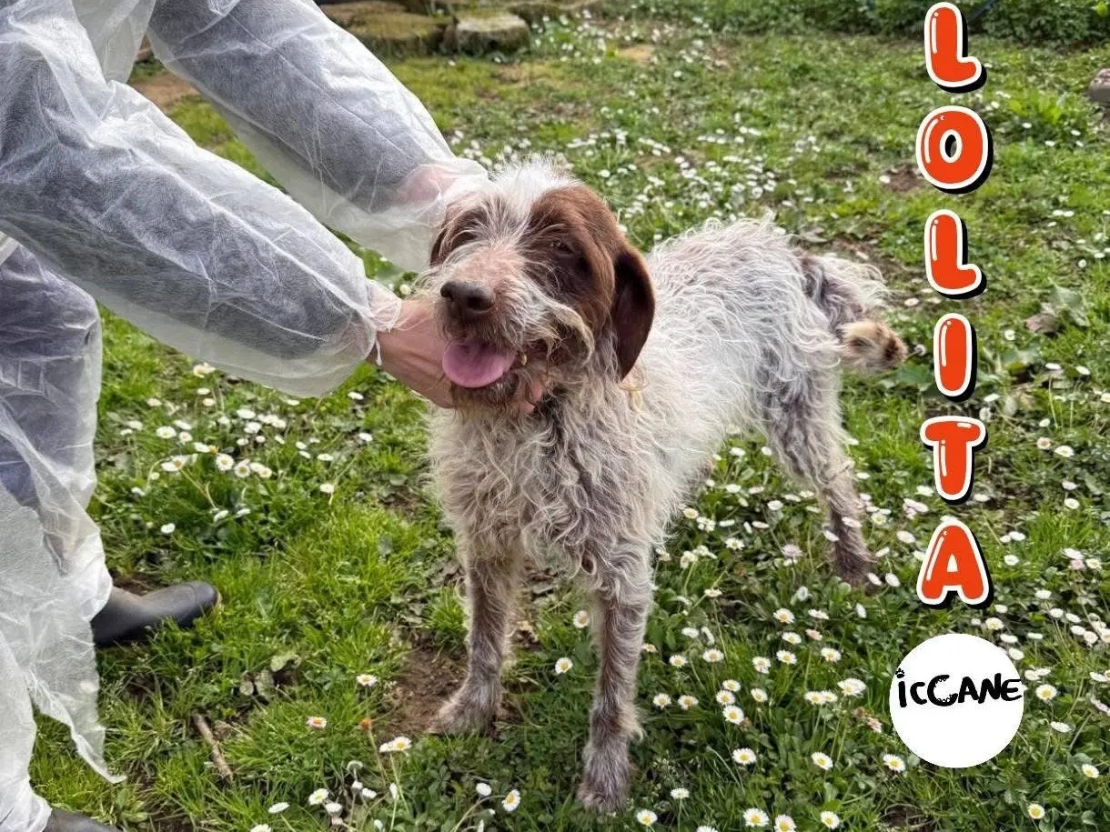 Adozione cane, femmina, Razza sconosciuta Razza sconosciuta, 6 anni e 9 mesi, taglia media, Viterbo