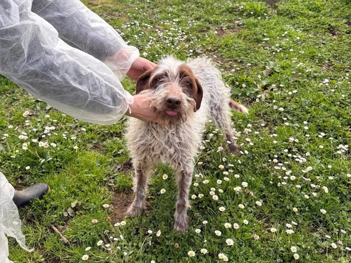 Adotta un cane, femmina, 6 anni e 9 mesi, Viterbo