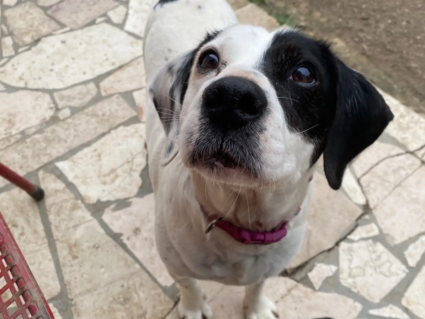 Adozione cane, maschio, Razza sconosciuta Razza sconosciuta, 8 anni e 5 mesi, taglia media contenuta, Teramo