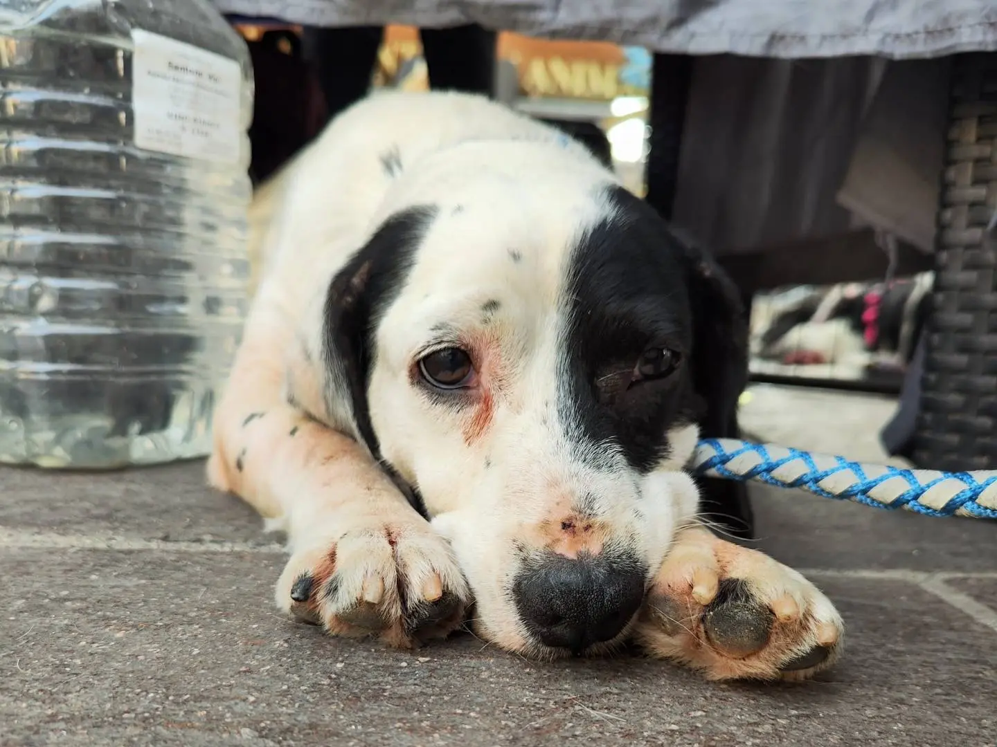 Adotta un cane, taglia media contenuta, maschio, Teramo