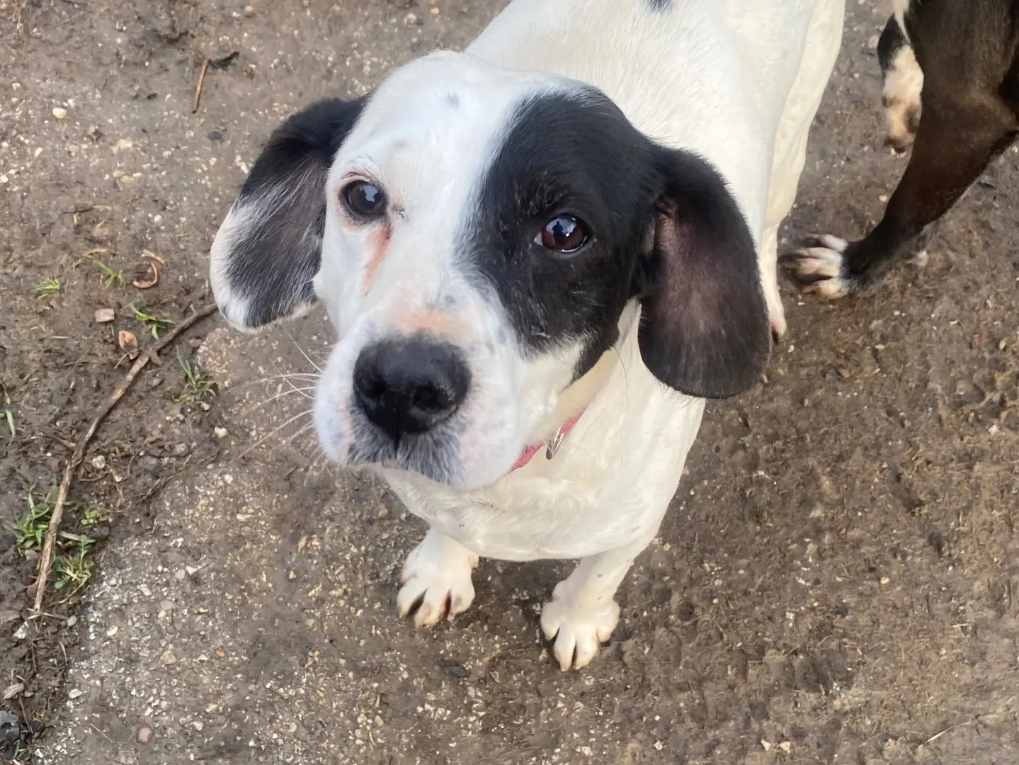Vuoi adottare un cane a Teramo?