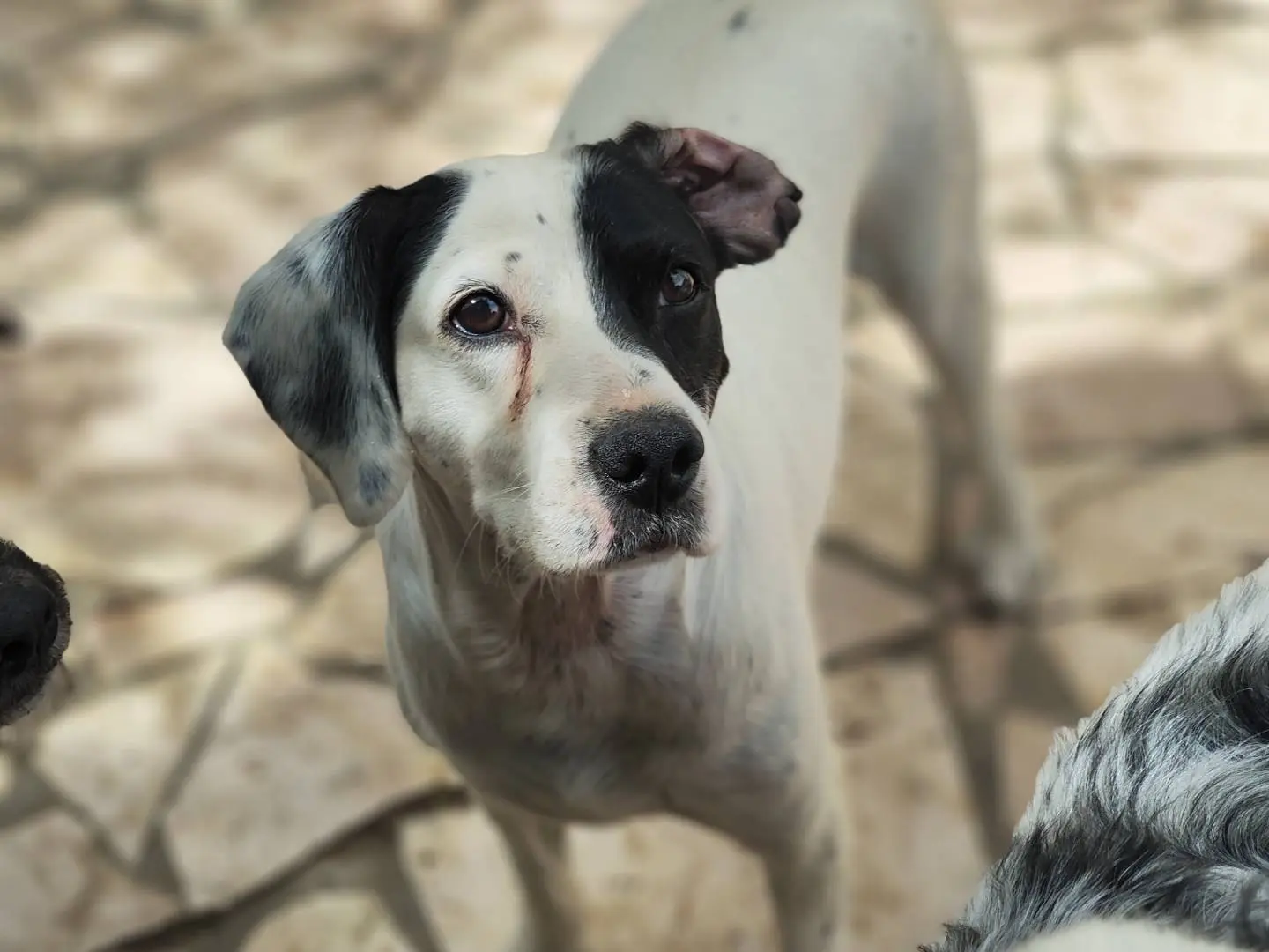 Adotta un cane, maschio, 8 anni e 5 mesi, Teramo