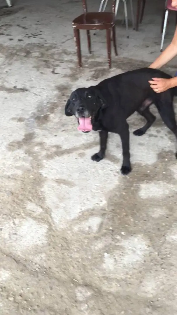 Adotta il cane FULMINE a Viterbo