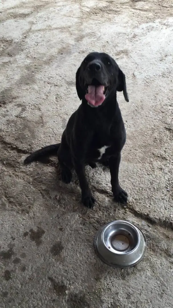 Vuoi adottare un cane a Viterbo?