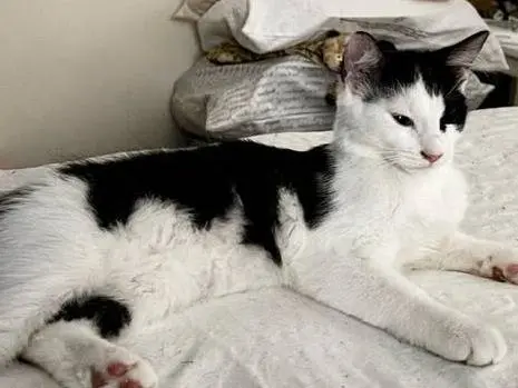 Adozione gatto, femmina, Razza sconosciuta Razza sconosciuta, 6 mesi, taglia non valida, Torino