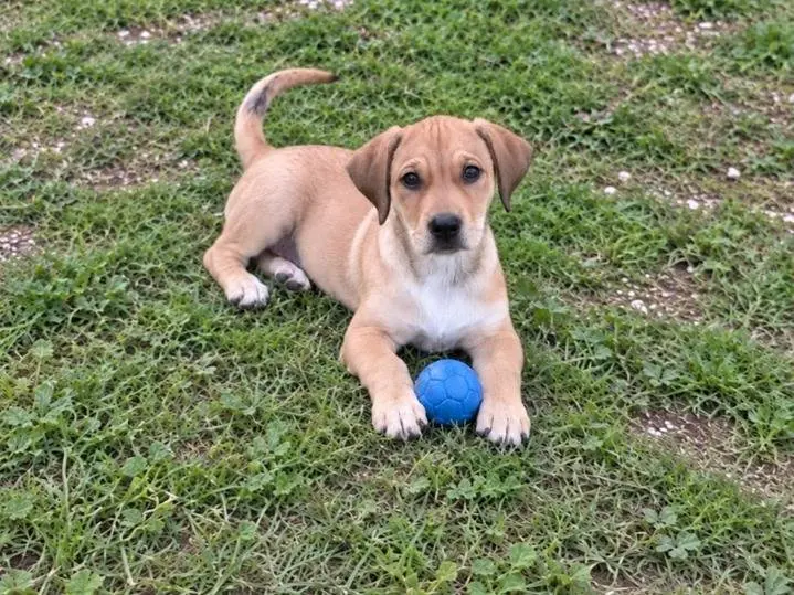 Adozione cane, femmina, Razza sconosciuta Razza sconosciuta, 2 mesi, taglia media contenuta, Benevento