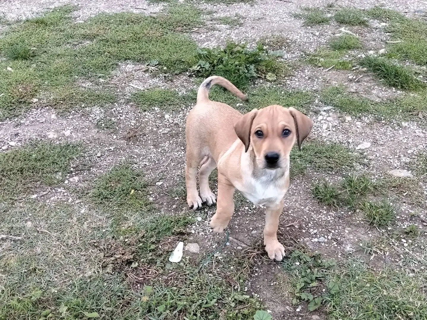 Adotta un cane, femmina, 2 mesi, Benevento