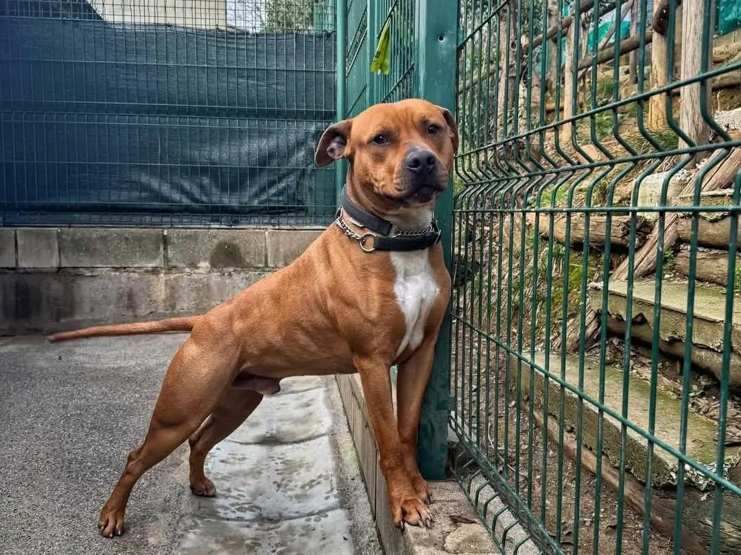 Adozione cane, maschio, Amstaff Razza sconosciuta, 4 anni e 5 mesi, taglia grande, Genova
