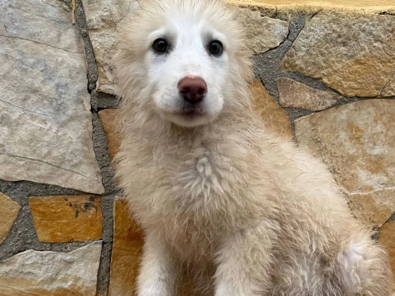 Adozione cane, maschio, Pastore maremmano Razza sconosciuta, 10 mesi, taglia grande, Matera