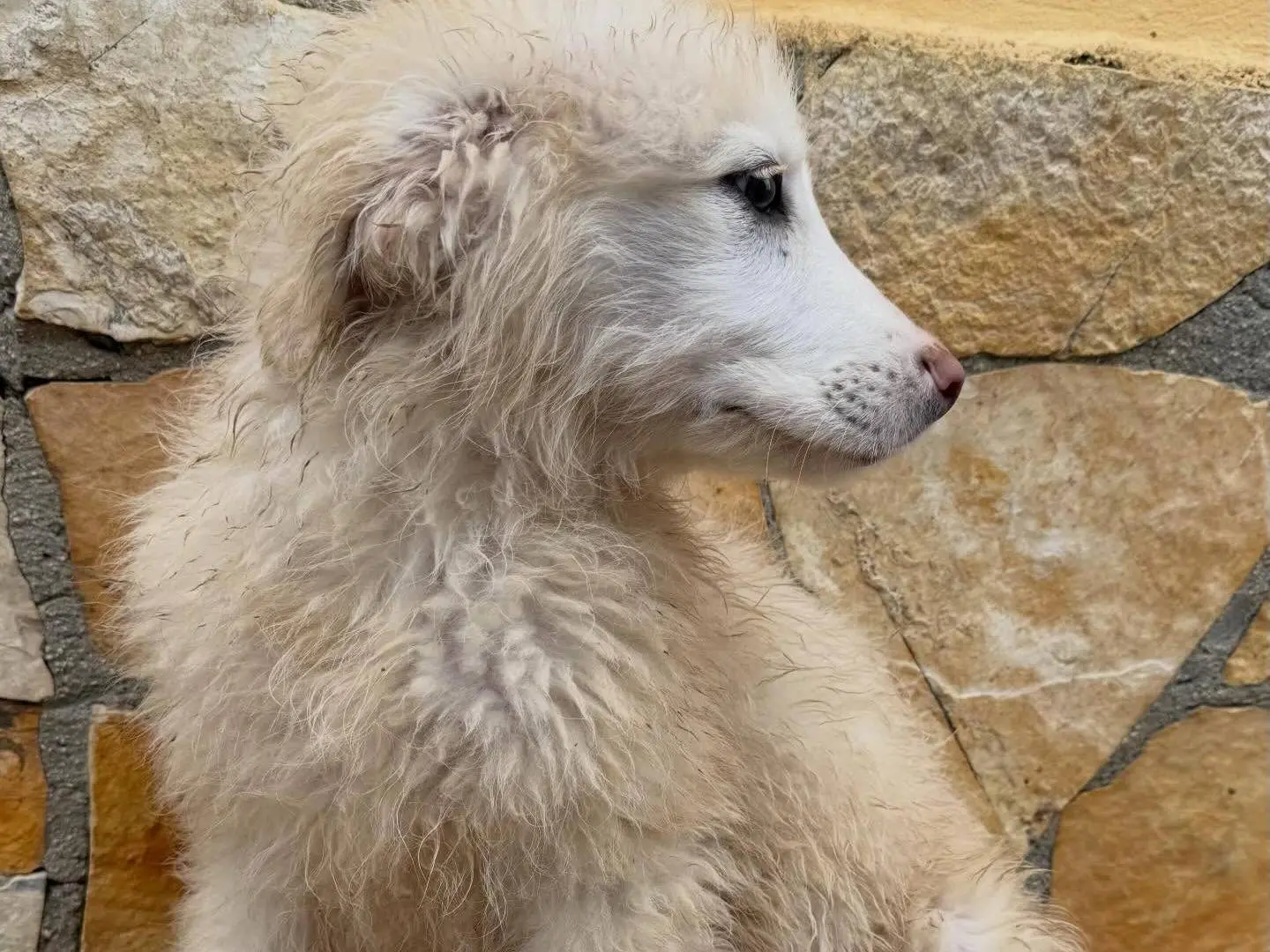 Adotta un cane, maschio, 10 mesi, Matera
