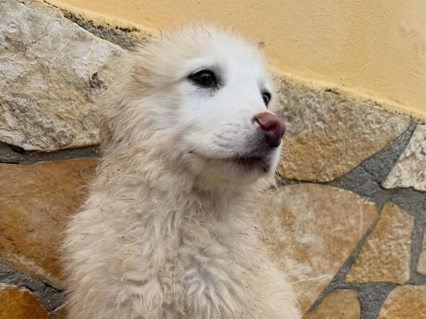 Adotta un cane, taglia grande, maschio, Matera