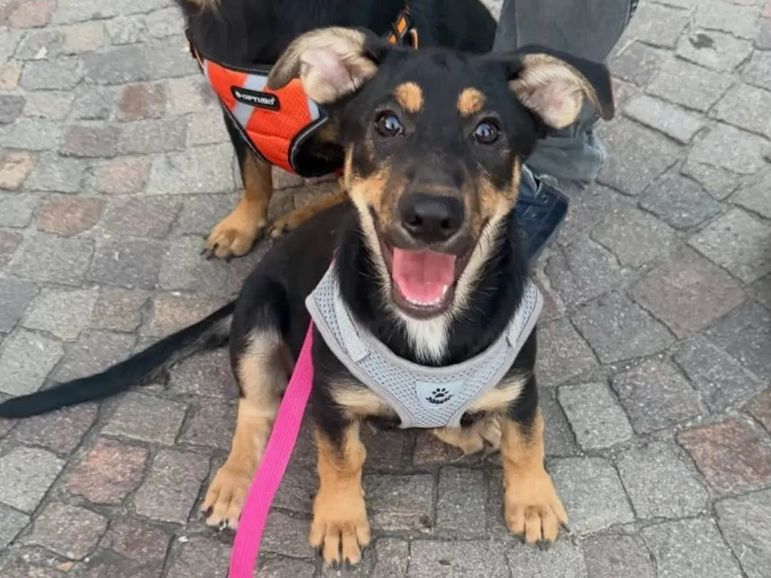 Adozione cane, femmina, Bassotto Razza sconosciuta, 7 mesi, taglia media, Caserta