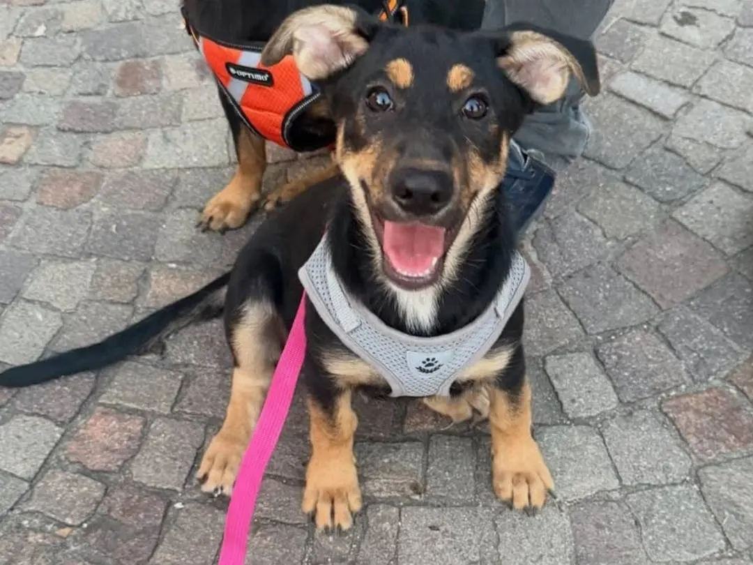 Adotta un cane, femmina, 7 mesi, Caserta