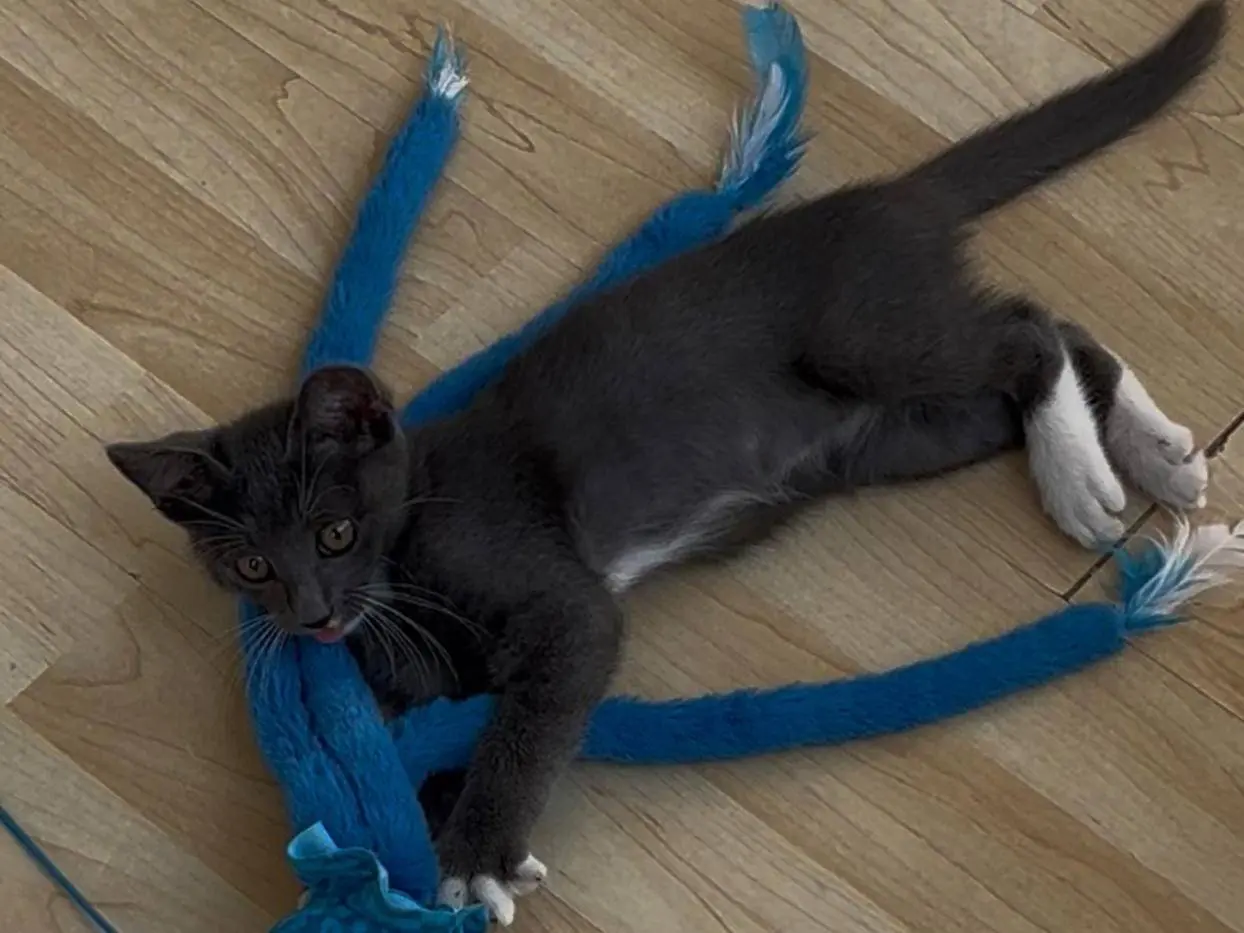 Adozione gatto, maschio, Razza sconosciuta Razza sconosciuta, 6 mesi, taglia non valida, Ancona