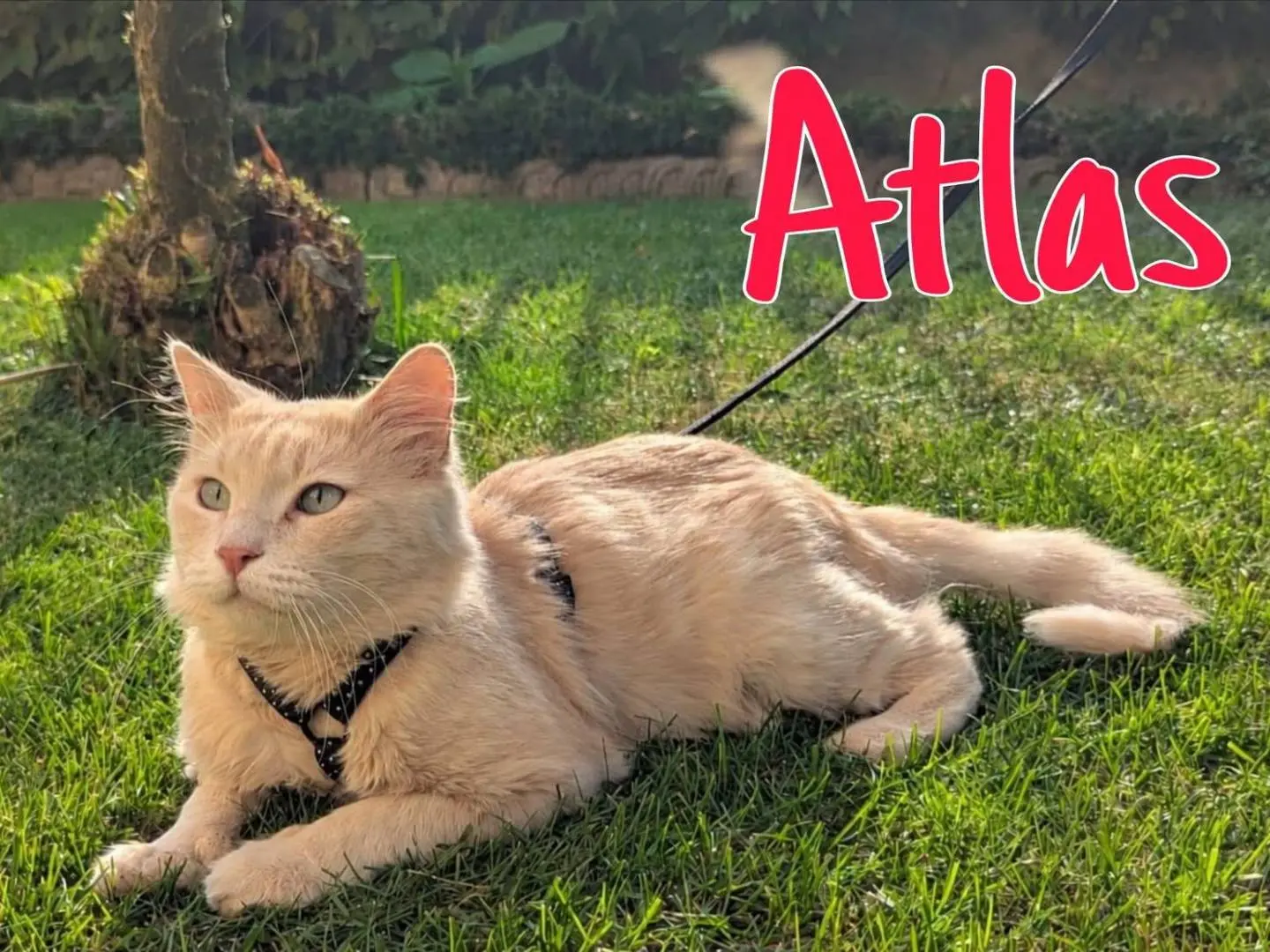 Adozione gatto, maschio, Razza sconosciuta Razza sconosciuta, 2 anni, taglia non valida, Torino
