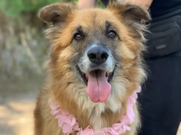 Adotta un cane, femmina, 6 anni e 5 mesi, Latina
