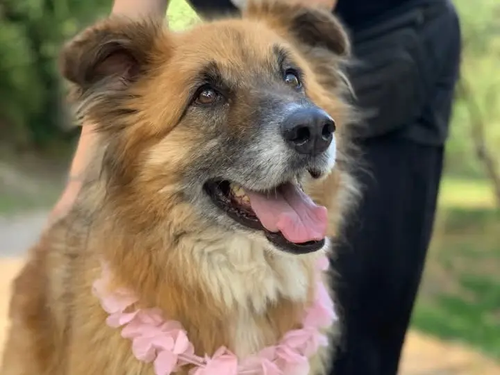 Adozione cane, femmina, Razza sconosciuta Razza sconosciuta, 6 anni e 5 mesi, taglia grande, Latina