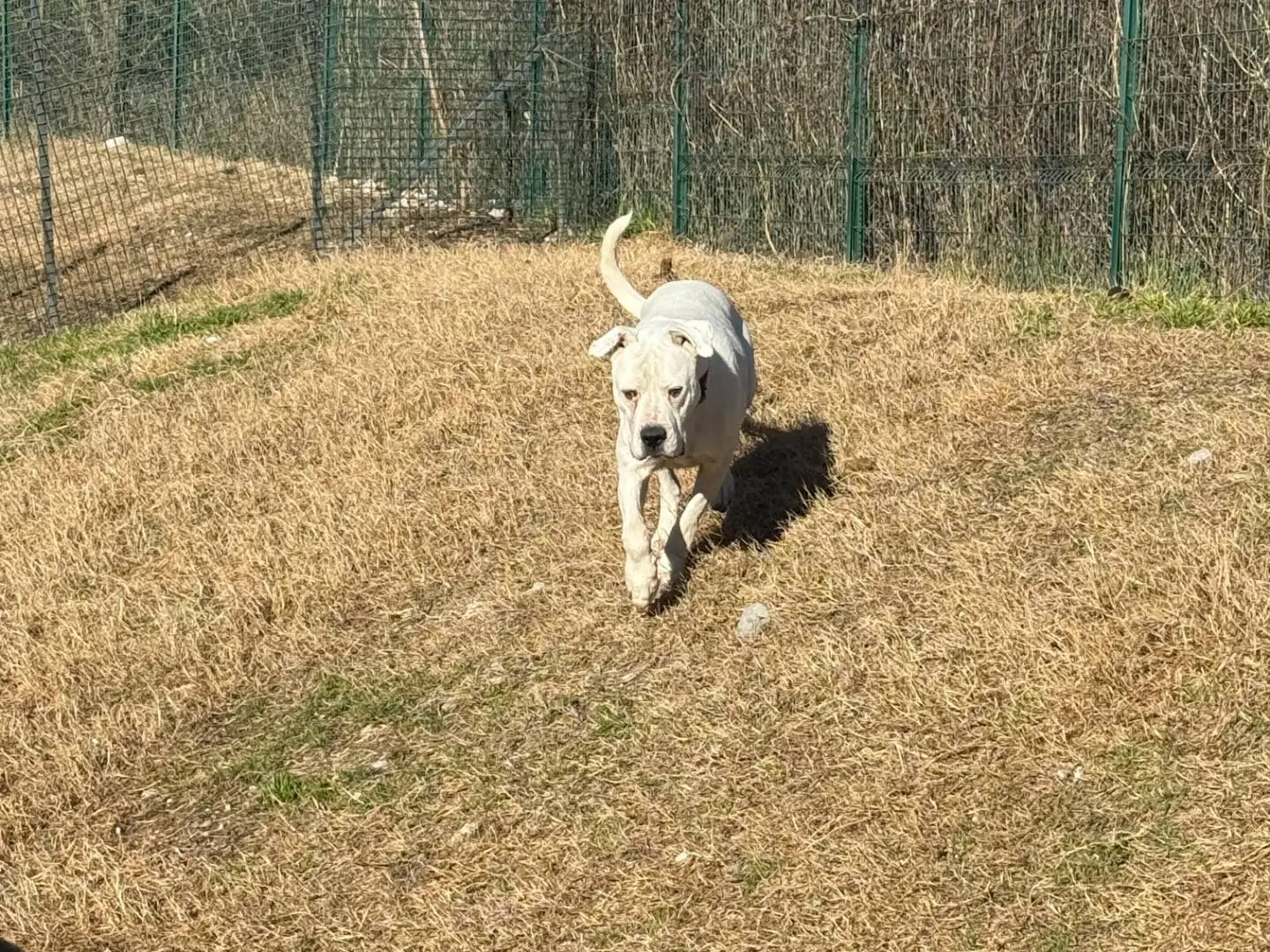 Adozione cane, maschio, Dogo Argentino Razza sconosciuta, 11 anni e 7 mesi, taglia gigante, Trento